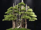 Bonsai thumbnail
