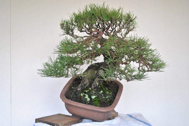 Black pine bonsai after wiring