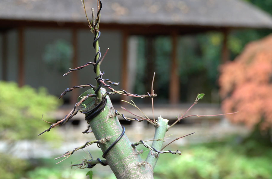 Een Japanse Esdoorn Bonsai boom maken