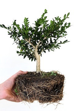 Bonsai stek na 3 jaar