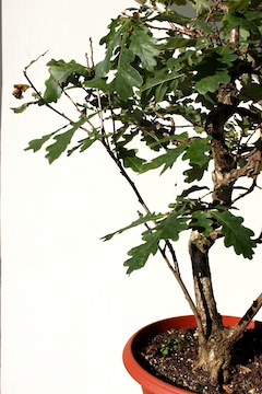 Bonsai bladsnoei