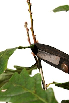 Bonsai bladsnoei snoei