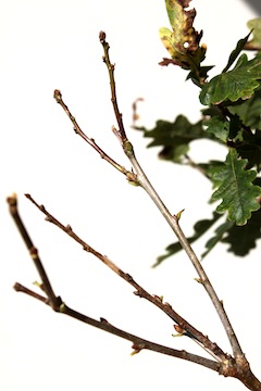 Bonsai bladsnoei resultaat