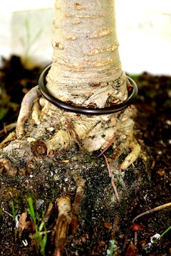Bonsai wortelvoet, tourniquet