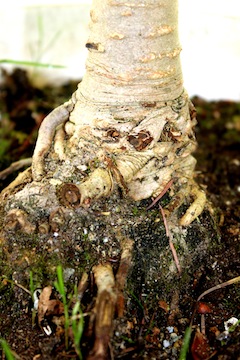 Bonsai wortelvoet
