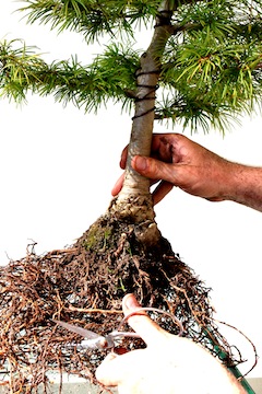 Bonsai wortelsnoei