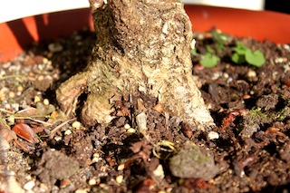 Bonsai nebari wortelvoet