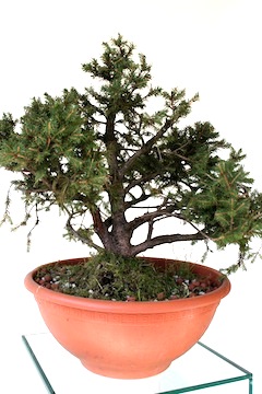 Bonsai uitgangsmateriaal Picea