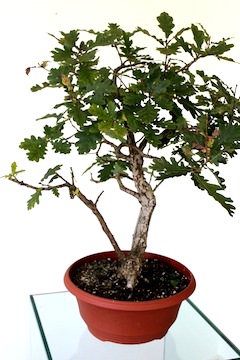 Bonsai uitgangsmateriaal eik