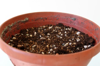 Bonsai zaaibed