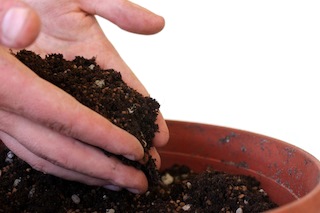 bonsai zaad met grond