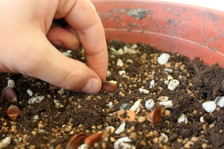 bonsai kweken met zaad
