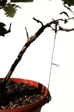 Bonsai, het spannen van een tak