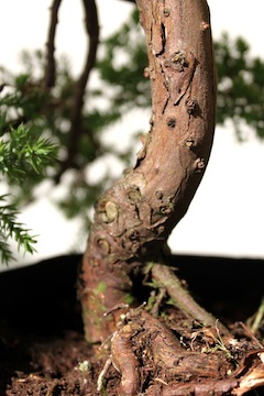 Bonsai stam met kronkel