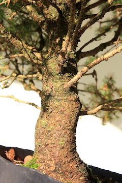 Dikke Bonsai stam