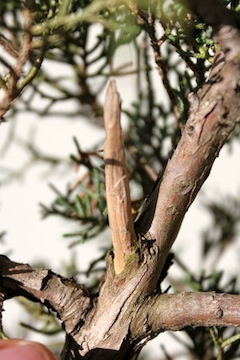 Jin op een bonsai