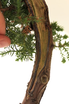 Shari op een Bonsai