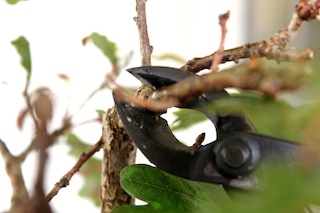 Bonsai tak snoeien met concaaftang