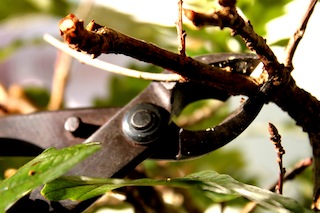 Bonsai concaaftang