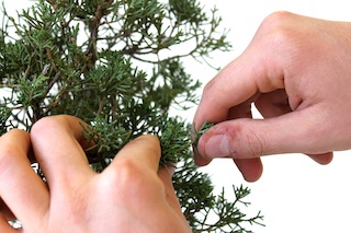 Bonsai plukken, correct