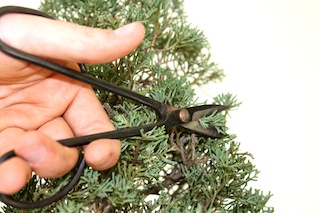 Bonsai plukken, foutief