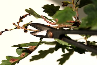 Bonsai twijgschaar