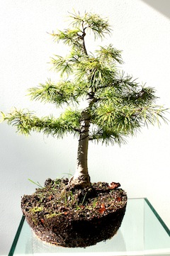 Bonsai verpotten