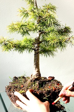 Aarde verwijderen van Bonsai boom