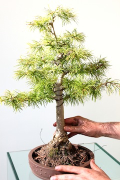 Bonsai in pot plaatsen