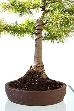 Verpotte bonsai