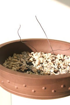 Bonsai pot met fijn grind