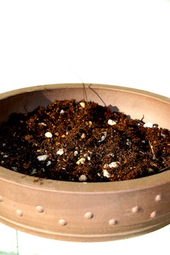 Bonsai pot voor verpotting