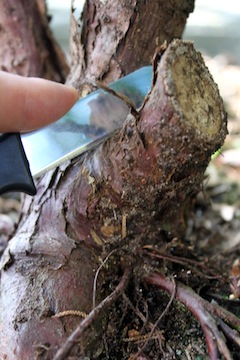 Shari op bonsai boom maken
