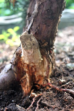 Shari op bonsai stam