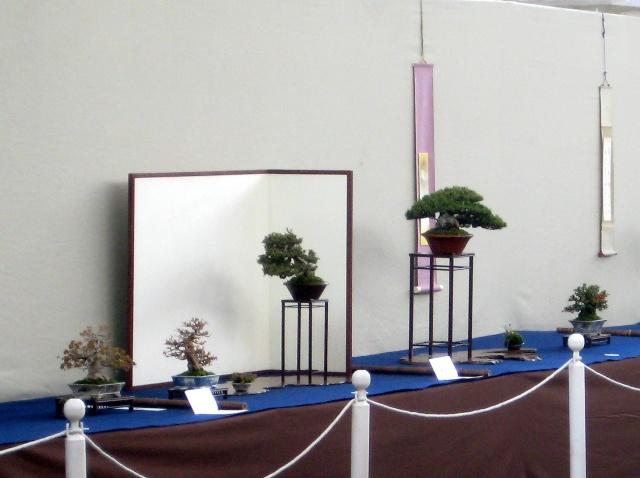 Bonsai accent planten