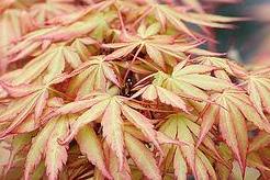 Acer Bonsai