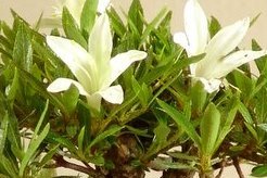 Azalea Bonsai