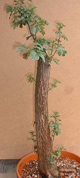 Bonsai Haagdoorn Yamadori uit het bos verzameld