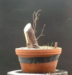 De Bonsai Haagdoorn na sterke snoei en verpotting