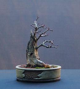 De Haagdoorn Bonsai