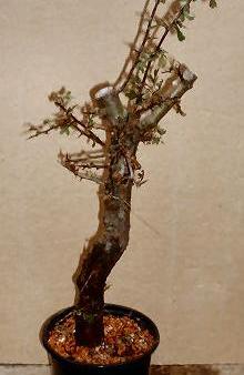 De verzamelde Bonsai