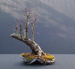 De vlotstijl Bonsai Haagdoorn