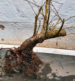 Haagdoorn Bonsai met een gezond wortelstelsel