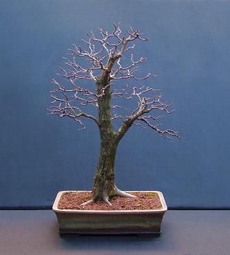 De dubbelstam stijl Bonsai Haagdoorn
