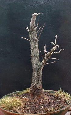 De Bonsai na de eerste training en verpotting