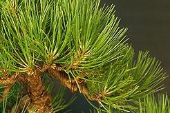 Black pine Pinus Bonsai
