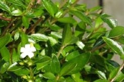 Serissa Bonsai