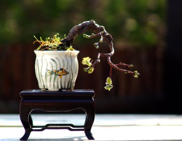 Japanse Shohin boom