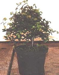 De Ulmus startersplant (pre bonsai)