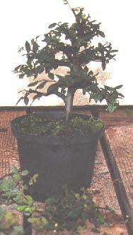 De ulmus na snoeien